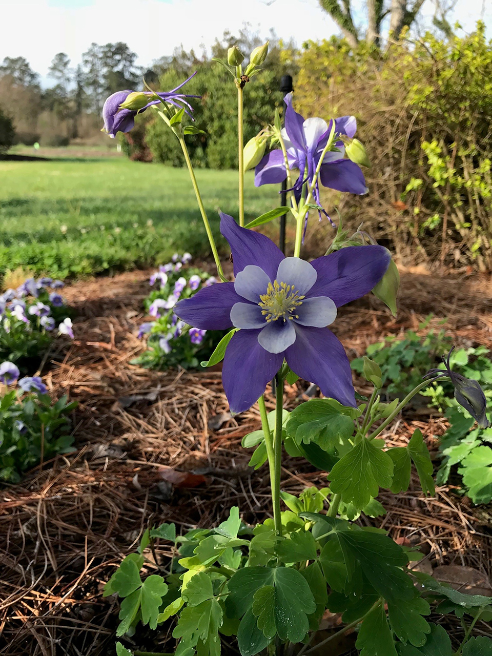 Single purple fllower emerges from a bush.